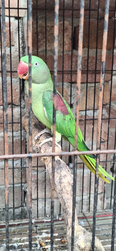 just locker parrot