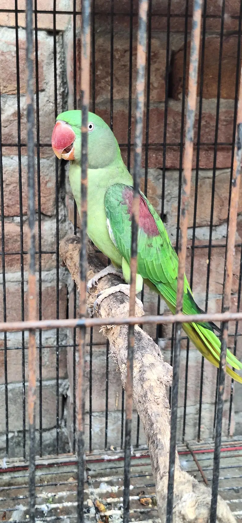 just locker parrot — photo 2
