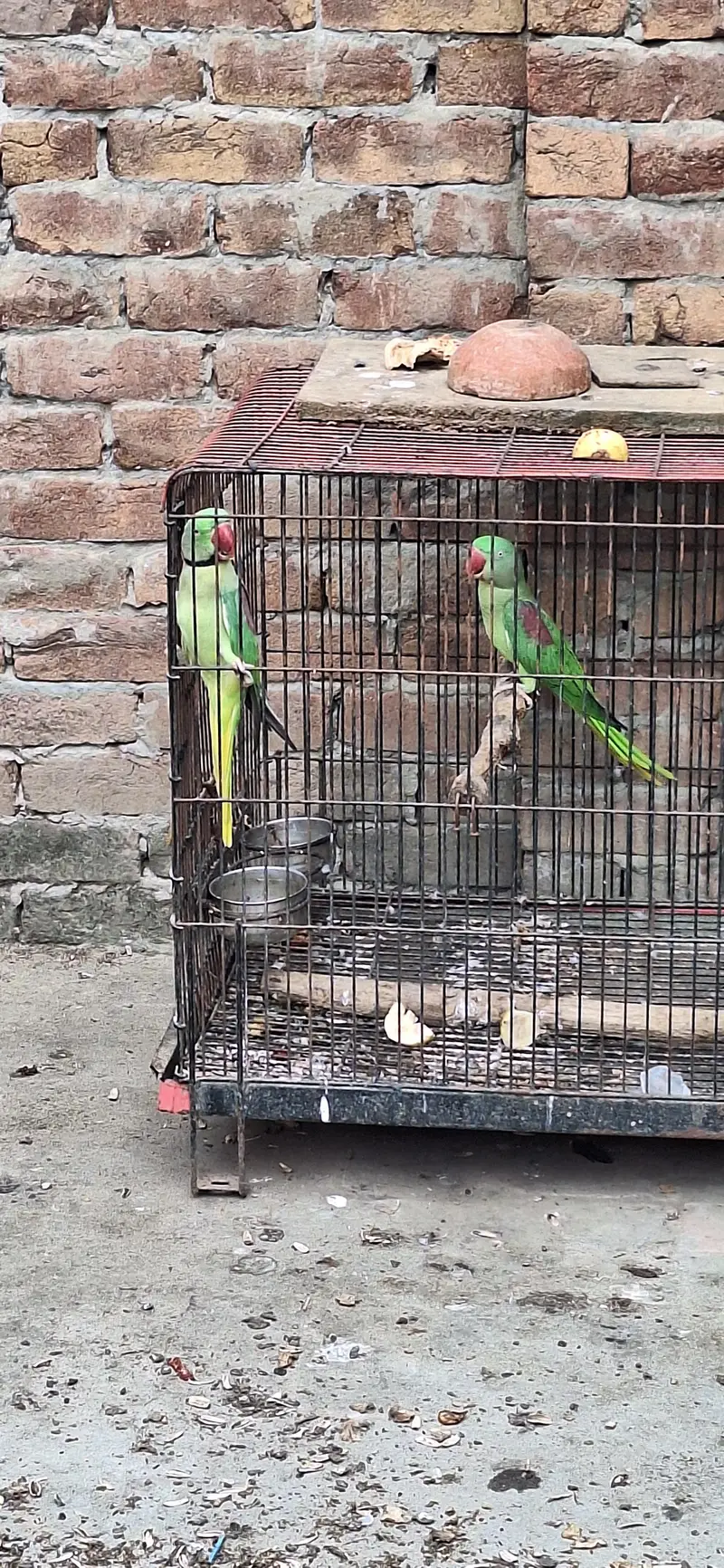 just locker parrot — photo 3
