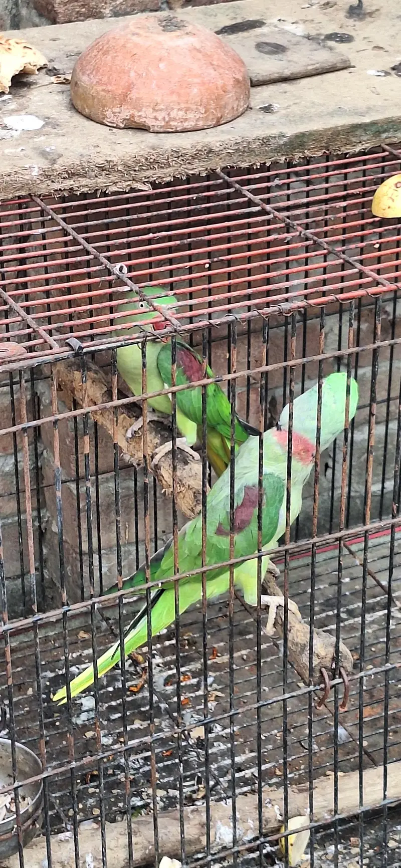 just locker parrot — photo 4