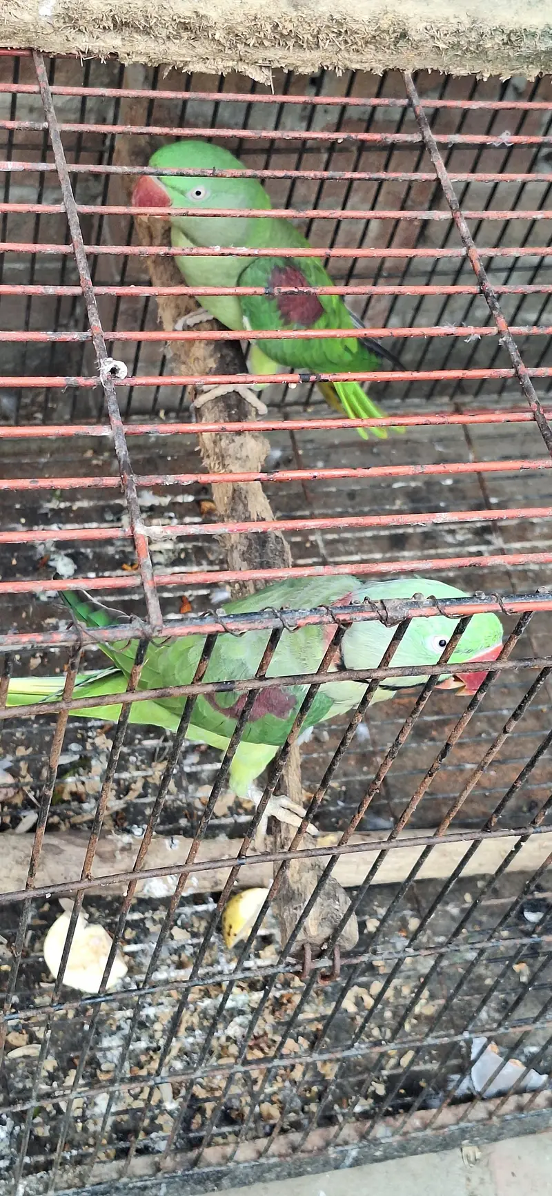 just locker parrot — photo 5
