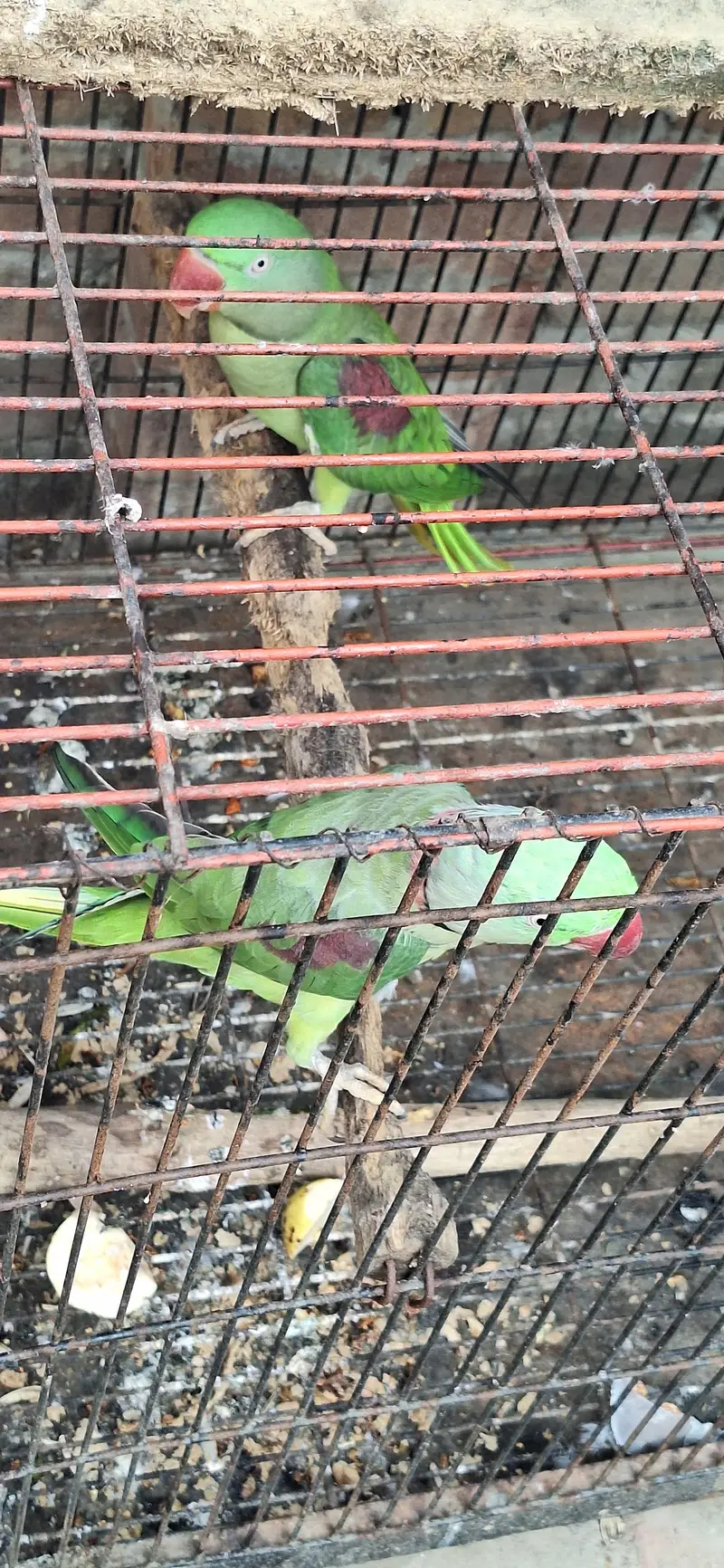 just locker parrot — photo 6