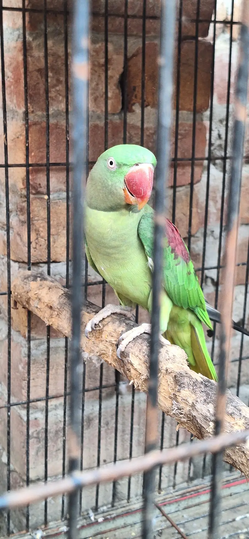just locker parrot — photo 7