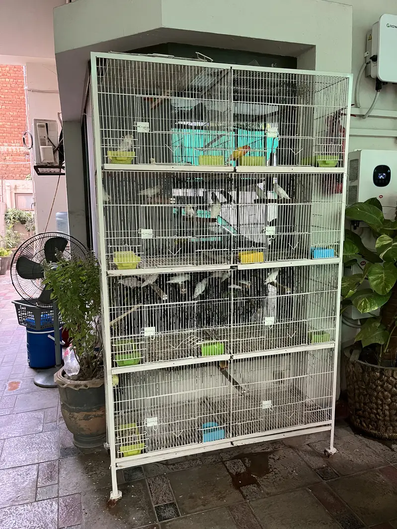 Lovebird parrots — photo 5