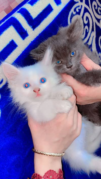 Cute kitten pair for sale