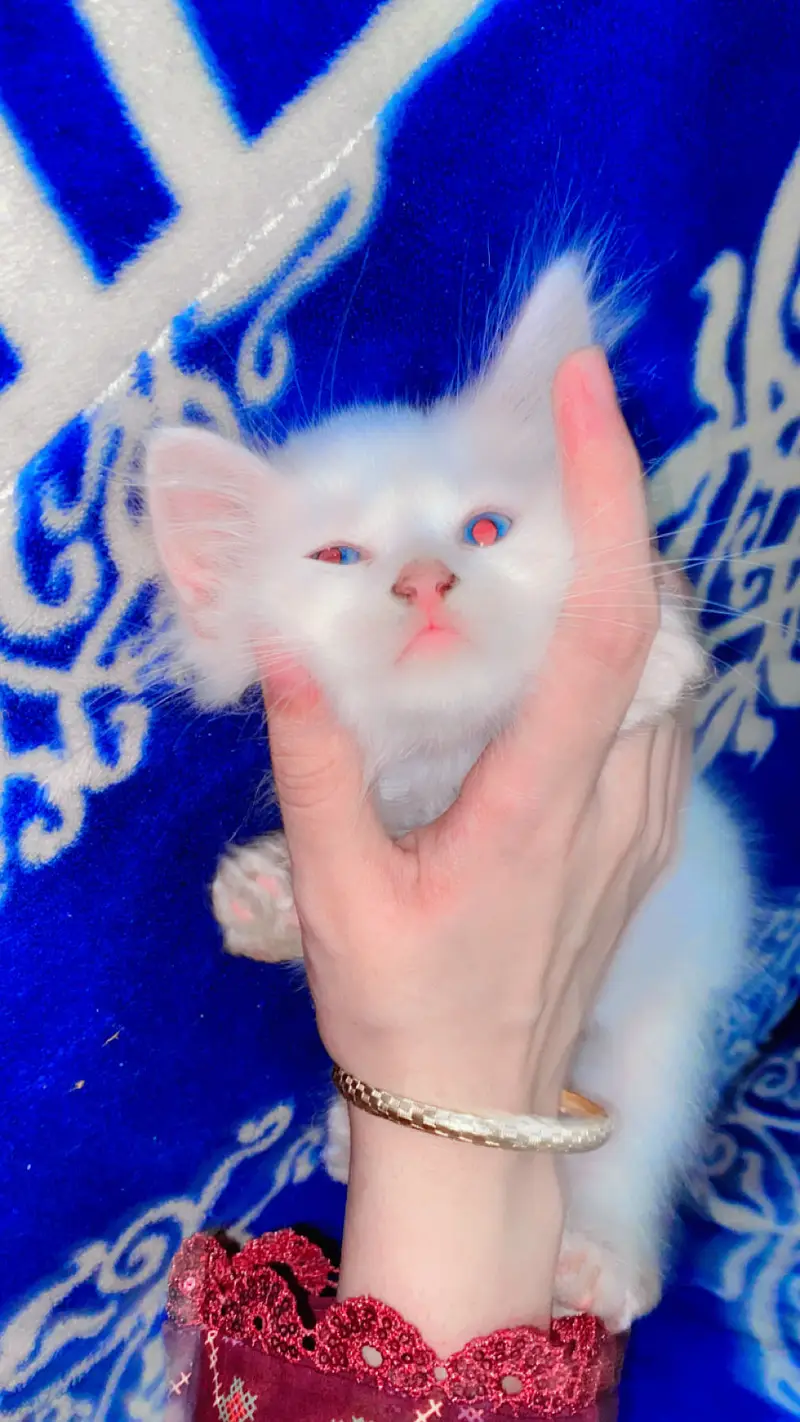 Cute kitten pair for sale — photo 2