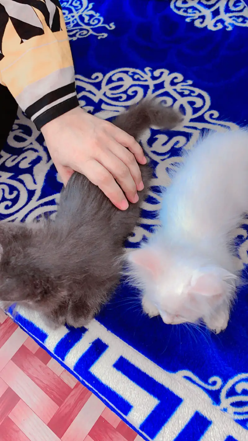 Cute kitten pair for sale — photo 3