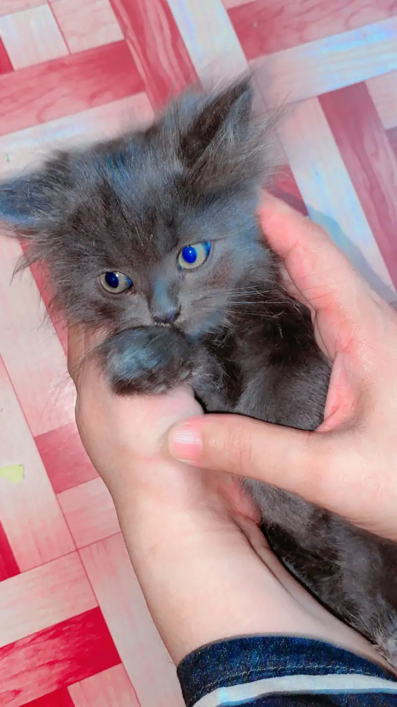 Cute kitten pair for sale — photo 4