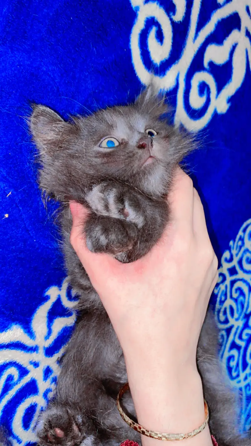 Cute kitten pair for sale — photo 5
