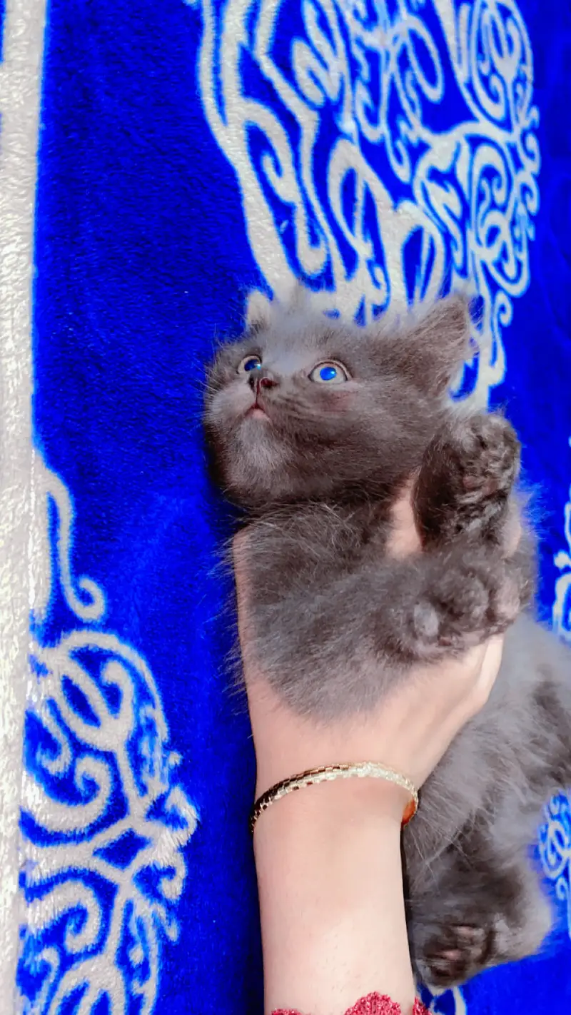 Cute kitten pair for sale — photo 6