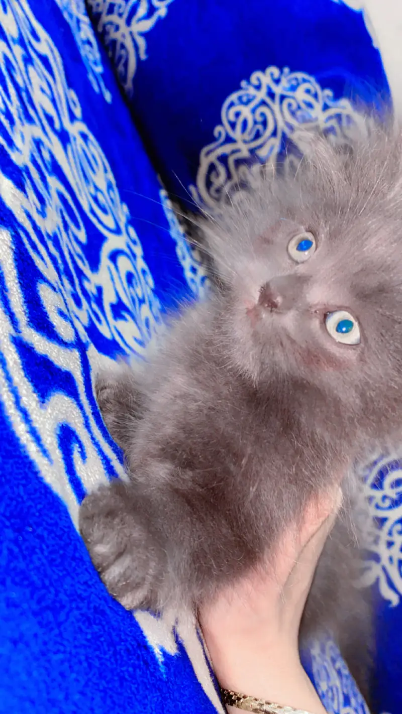 Cute kitten pair for sale — photo 7