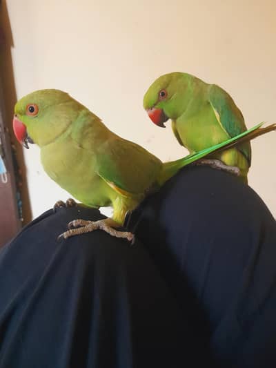hand train parrot