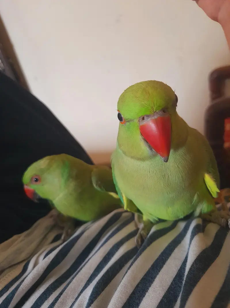 hand train parrot — photo 2
