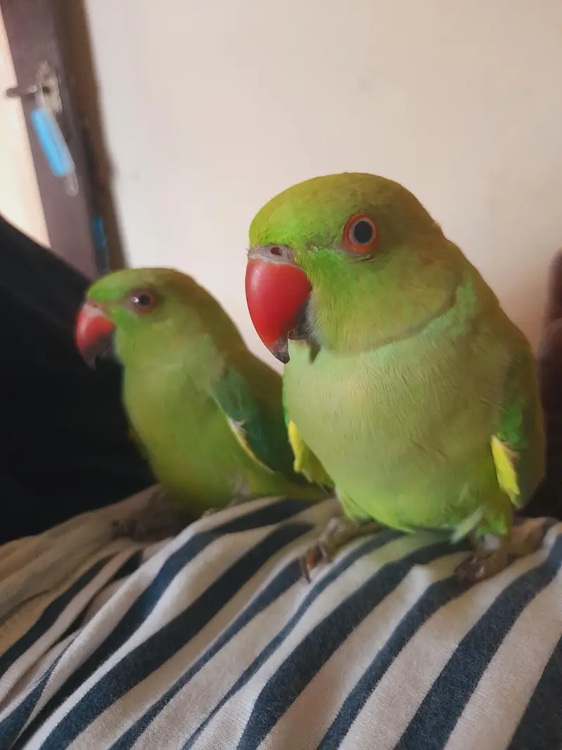 hand train parrot — photo 3