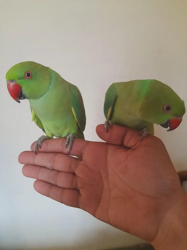 hand train parrot — photo 4