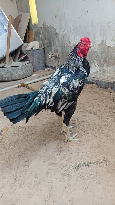 Aseel murgha for sale