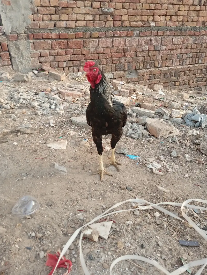 Aseel murgha for sale — photo 2