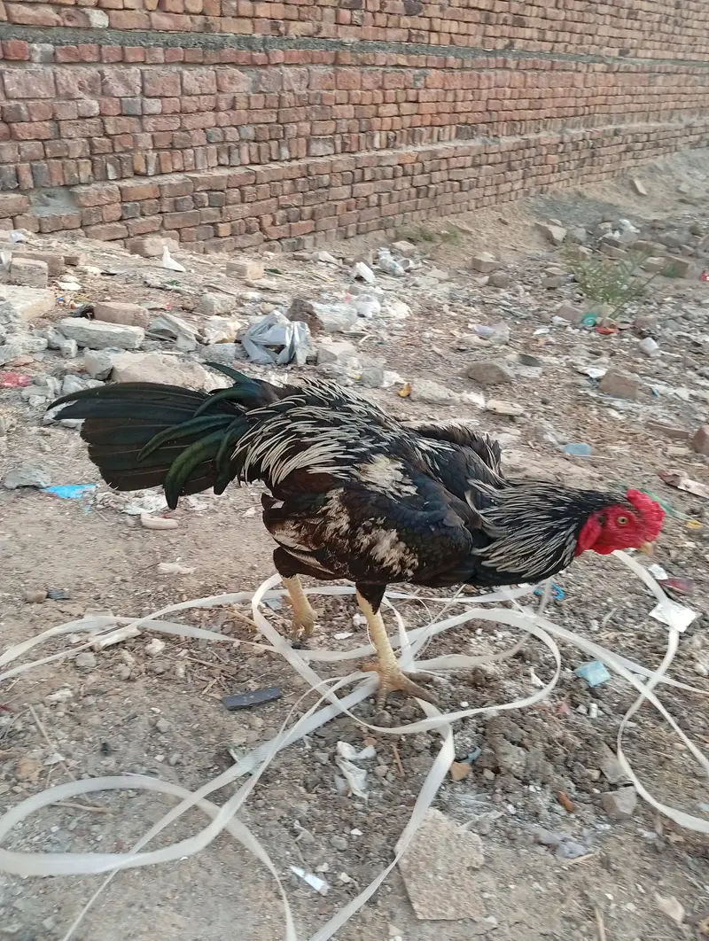Aseel murgha for sale — photo 3