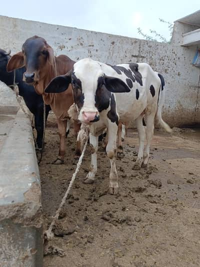 pink nose bachra