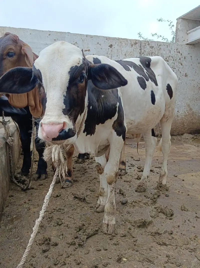 pink nose bachra — photo 2