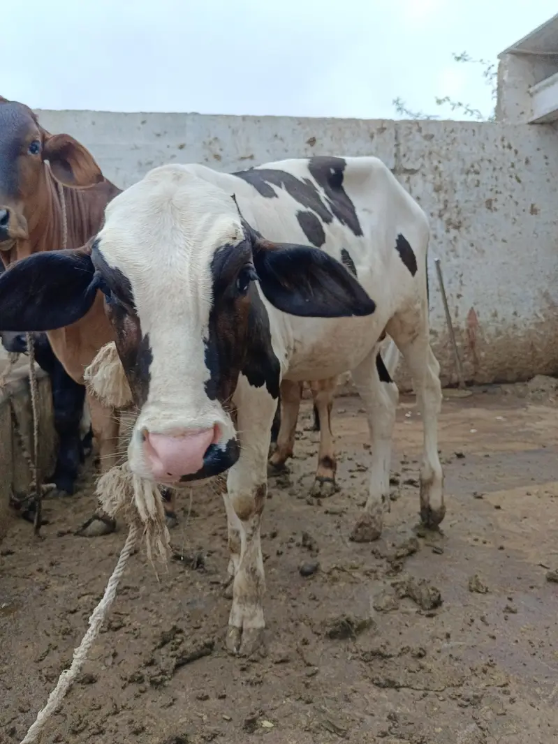 pink nose bachra — photo 3