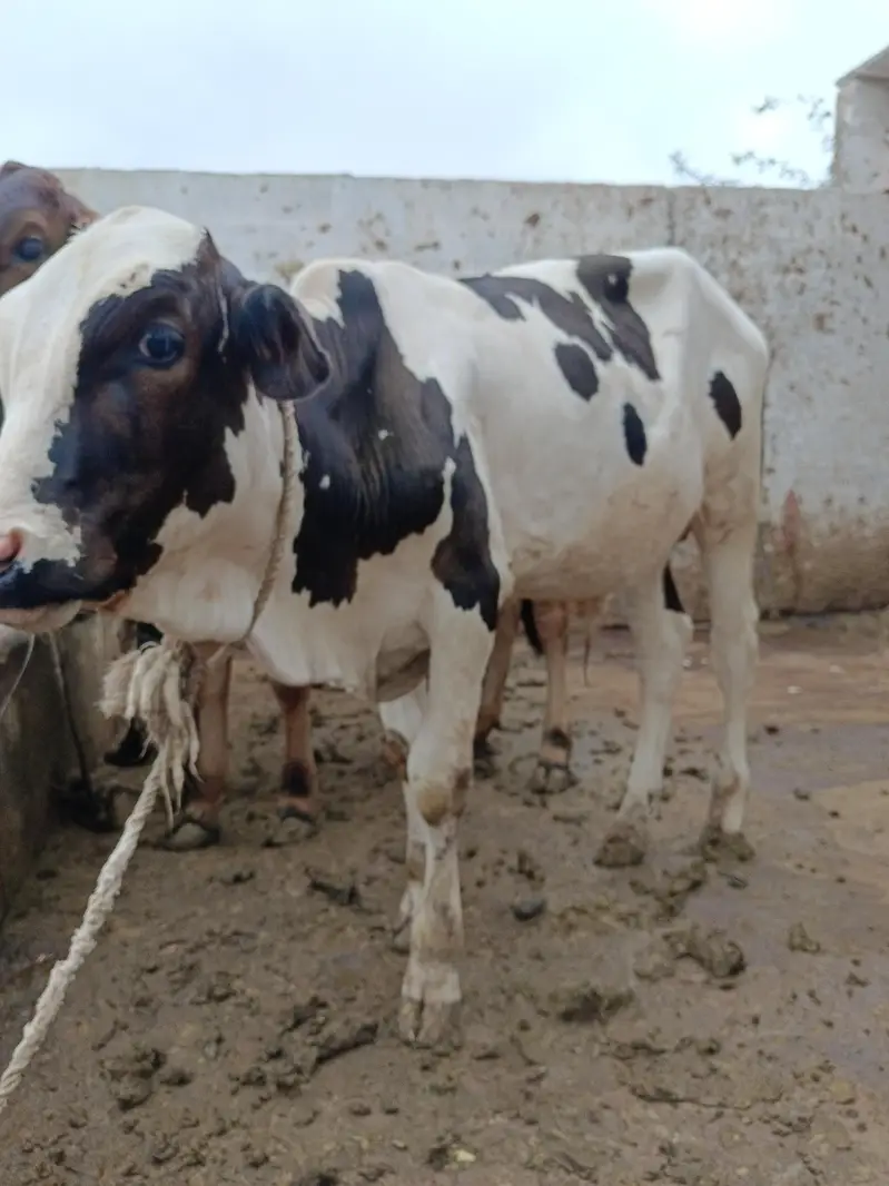 pink nose bachra — photo 4