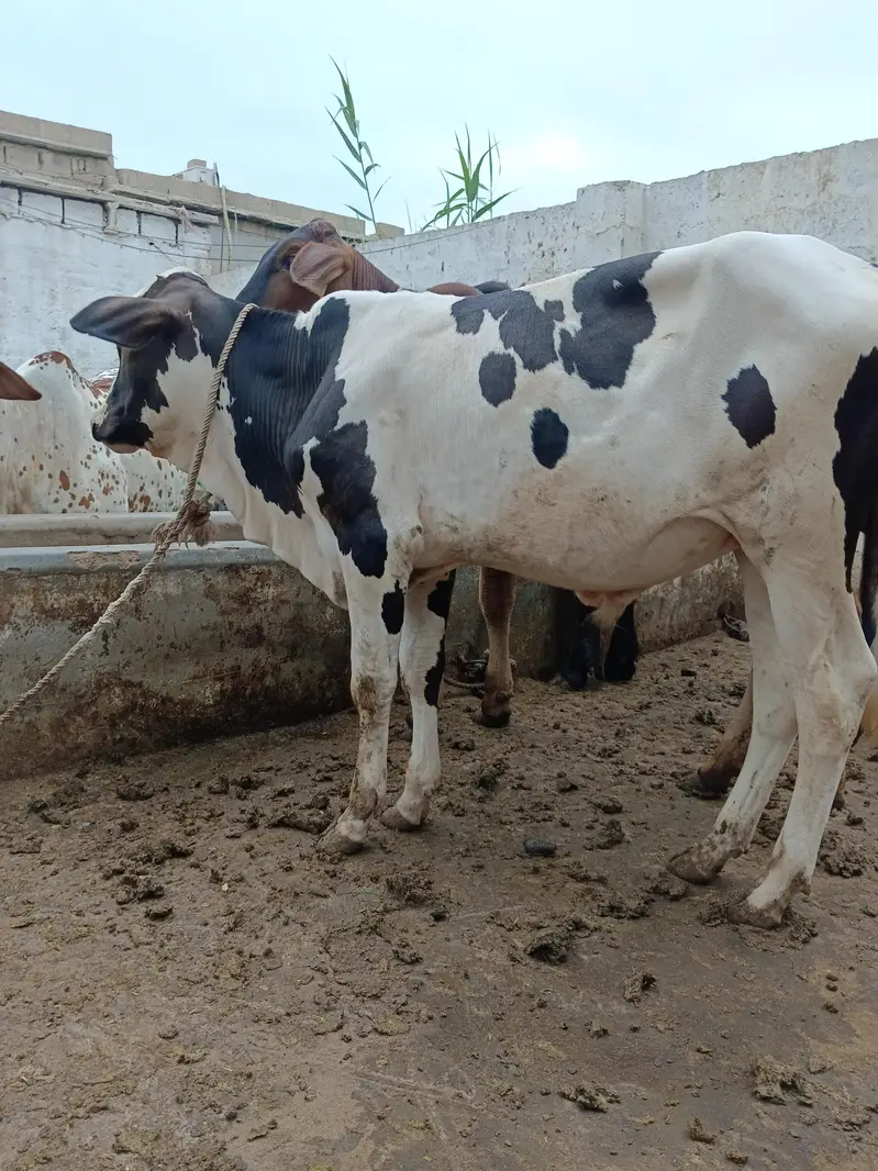 pink nose bachra — photo 5