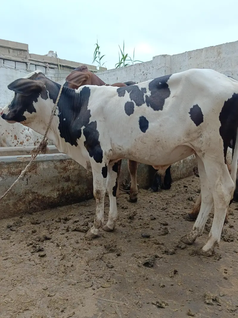 pink nose bachra — photo 6