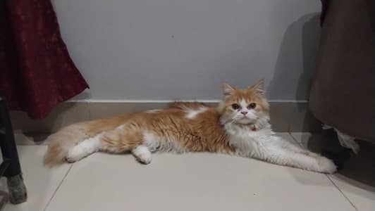 male cat for sale /sell