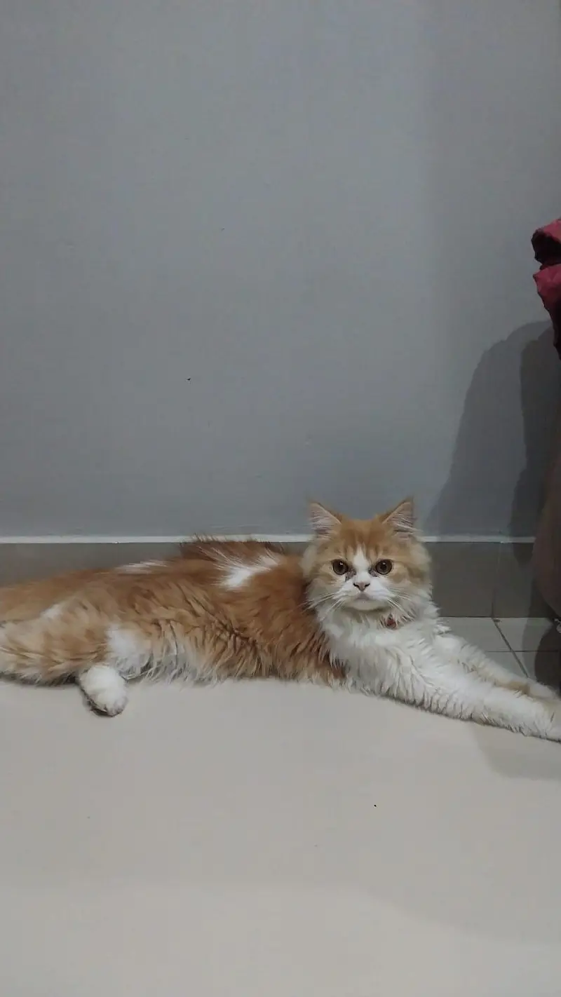 male cat for sale /sell — photo 2