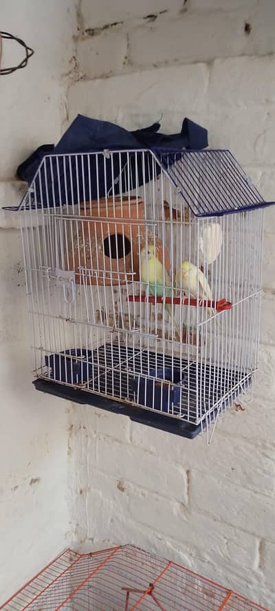 Pair with cage 2500 Red eye female male undersize