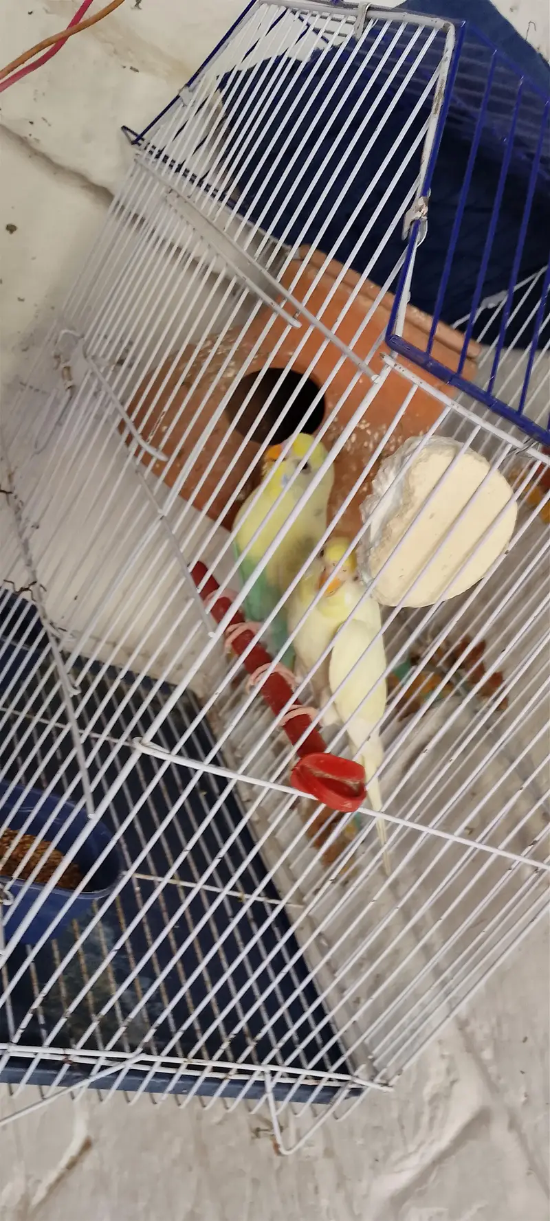 Pair with cage 2500 Red eye female male undersize — photo 2