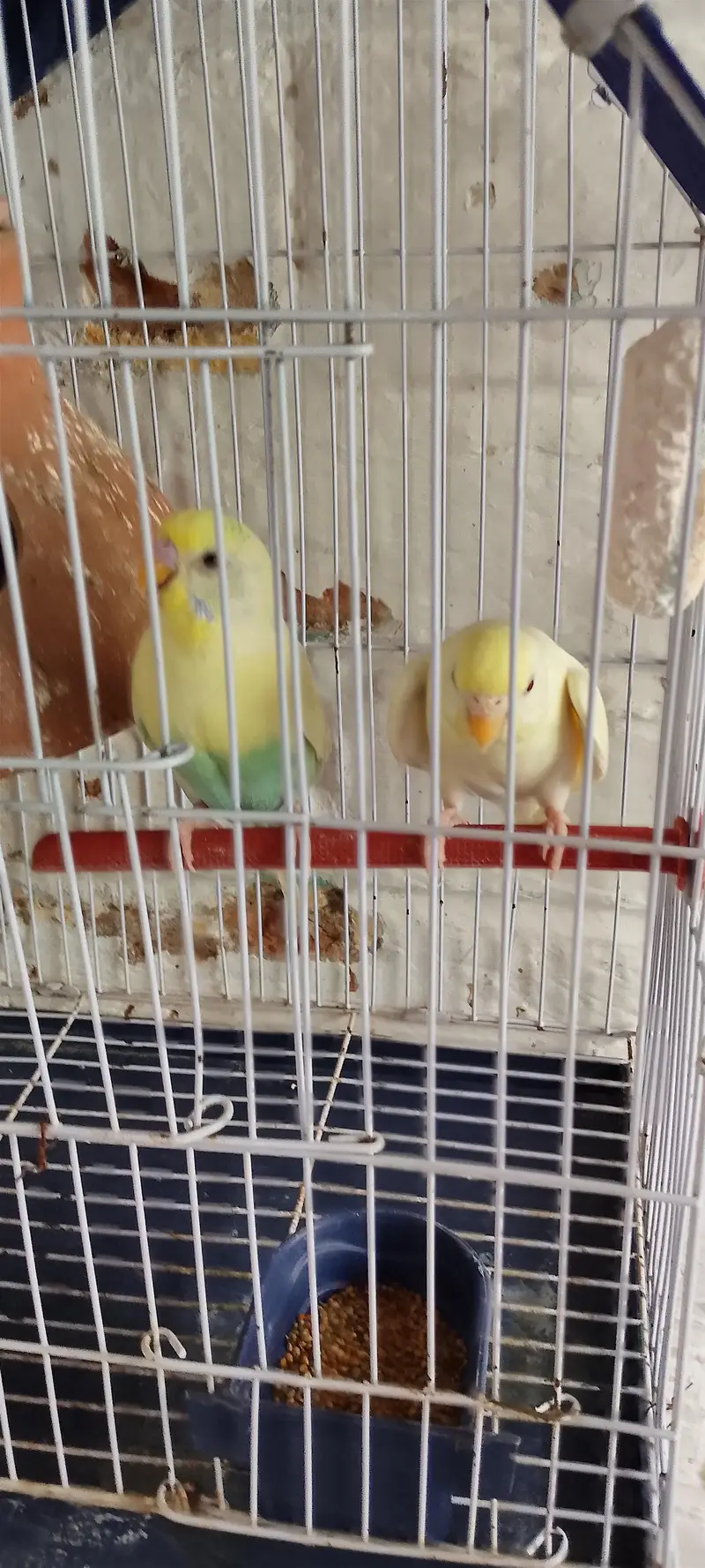 Pair with cage 2500 Red eye female male undersize — photo 3