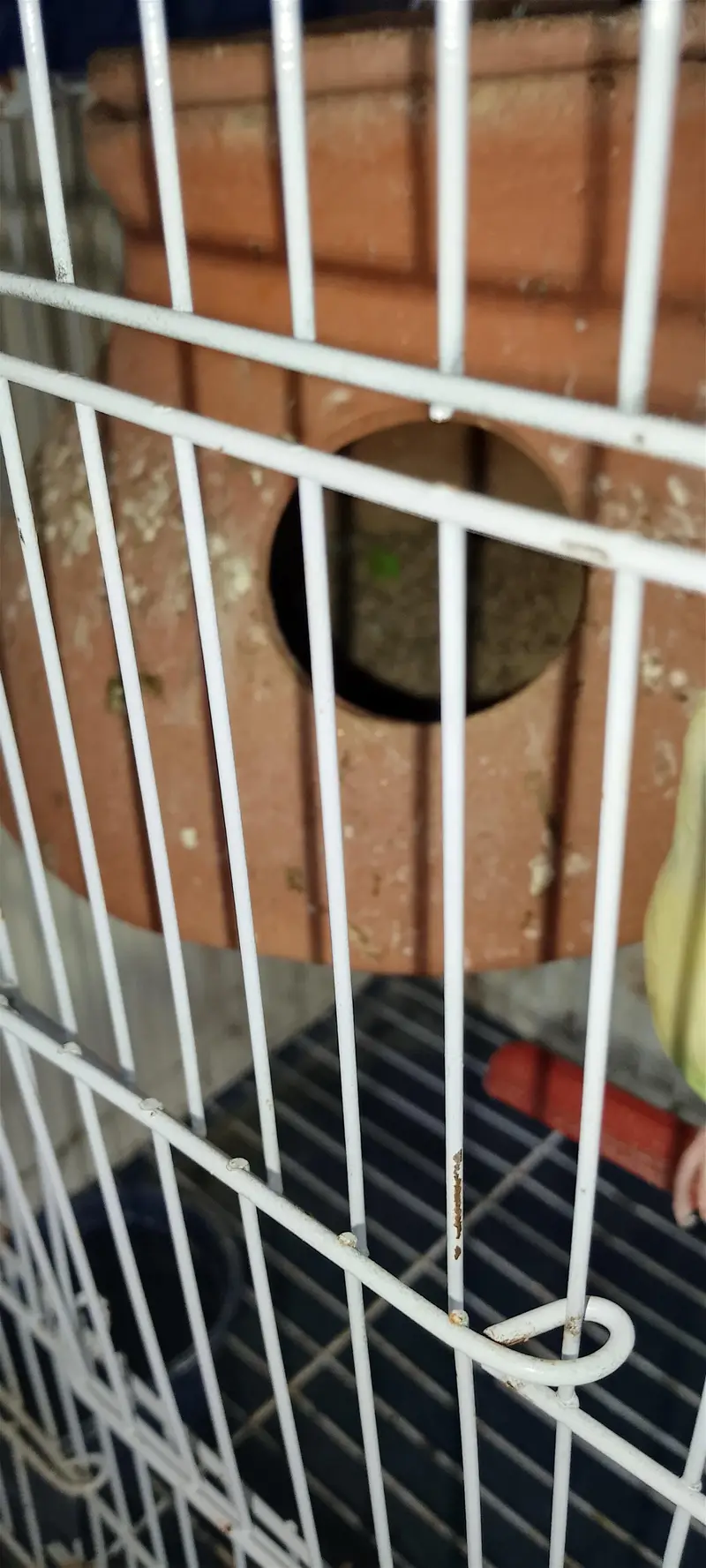 Pair with cage 2500 Red eye female male undersize — photo 4
