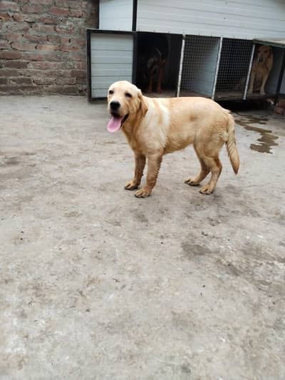 Labrador Male and female, single dog, for Sale