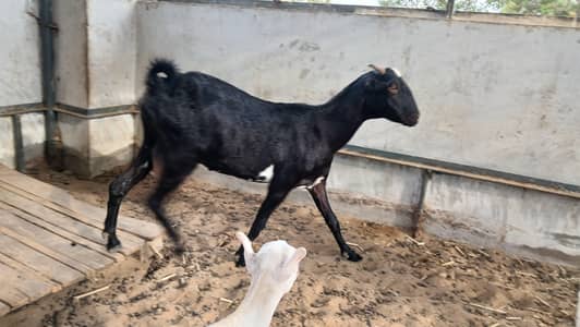Bakri
