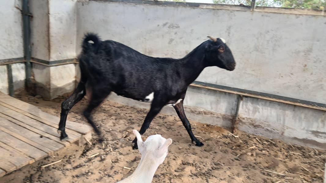 Bakri 0
