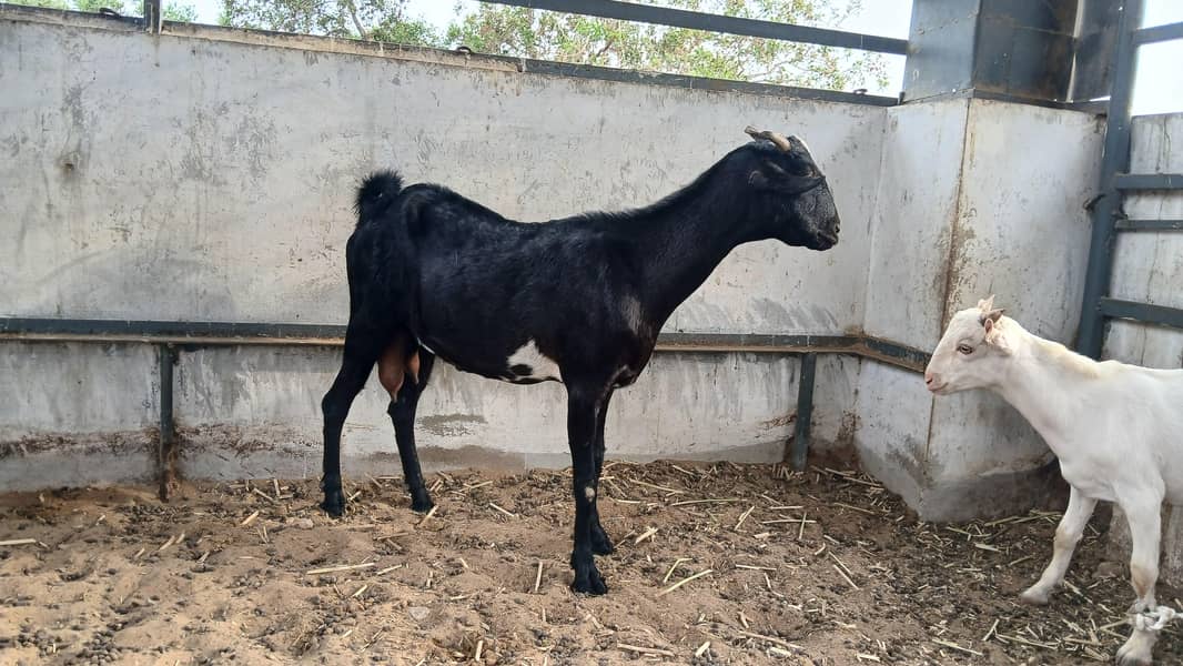 Bakri 1