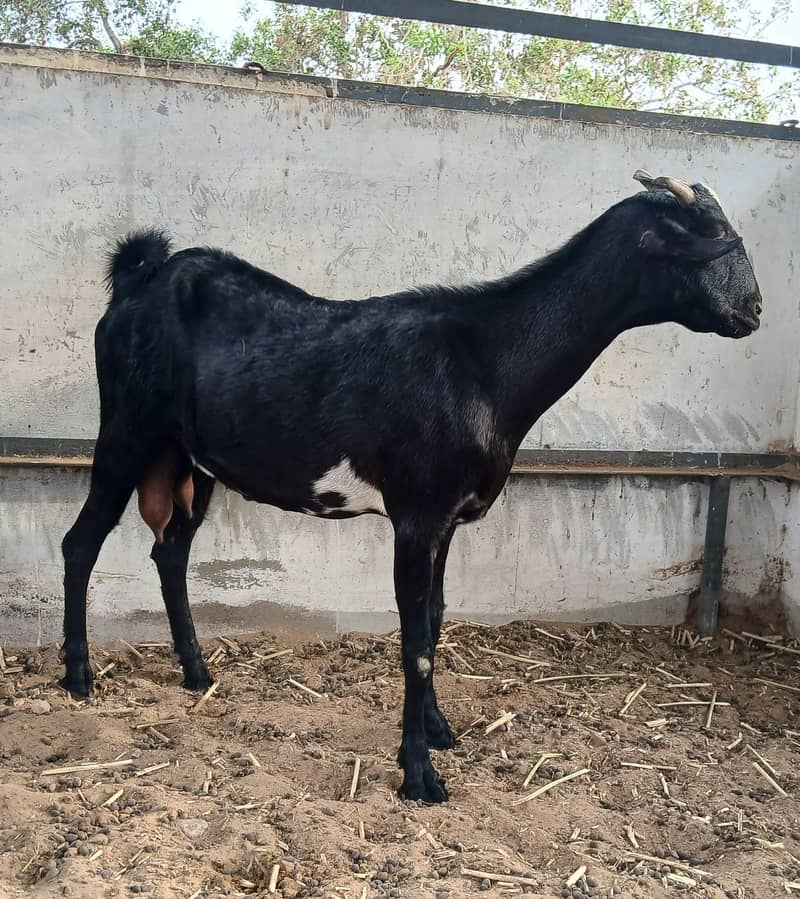Bakri 2