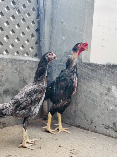 Blue shamo pair for sale | top quality shamo pair for sale