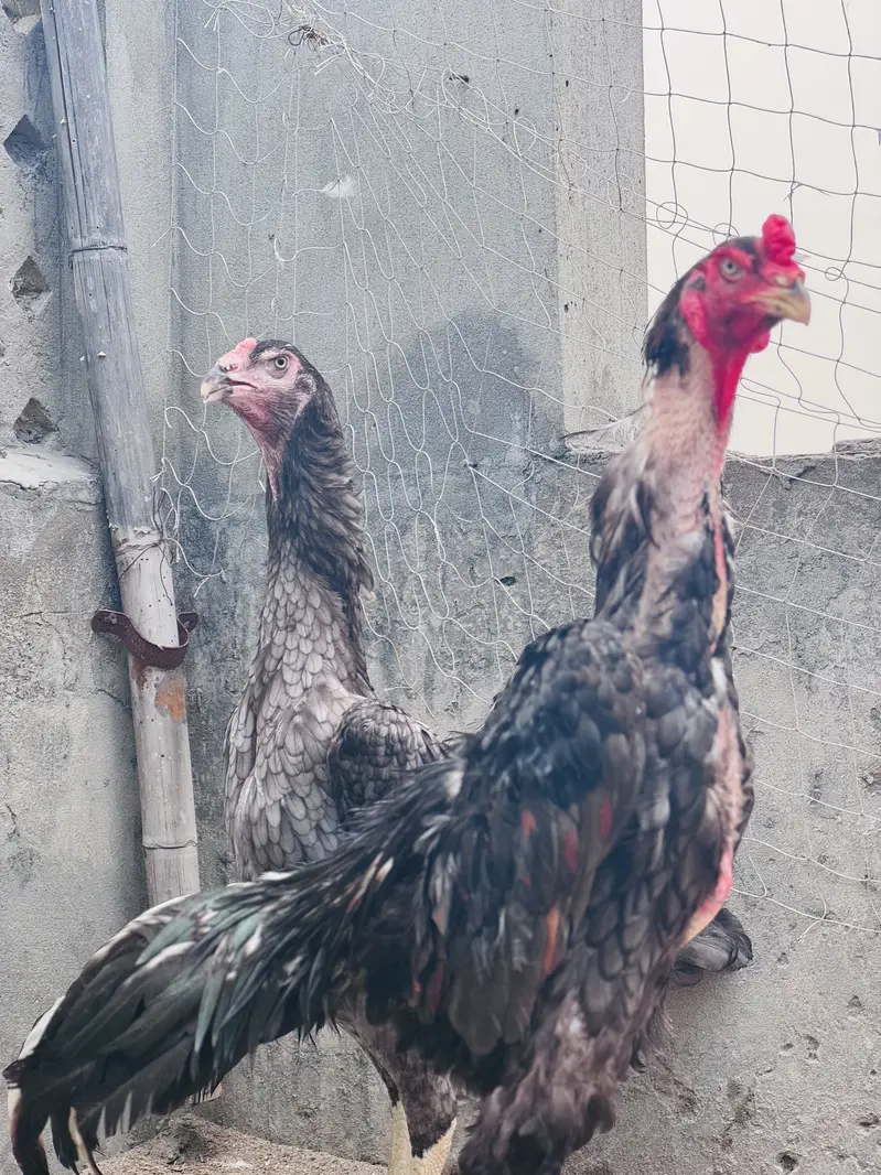 Blue shamo pair for sale | top quality shamo pair for sale — photo 2