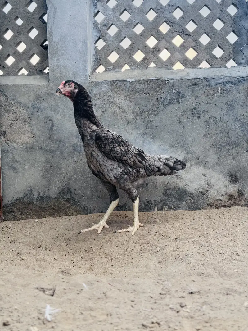 Blue shamo pair for sale | top quality shamo pair for sale — photo 3