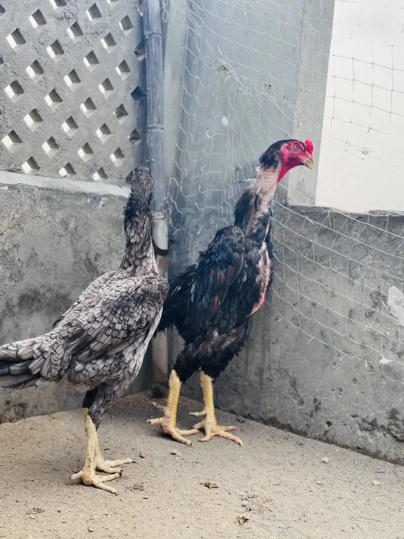Blue shamo pair for sale | top quality shamo pair for sale — photo 5