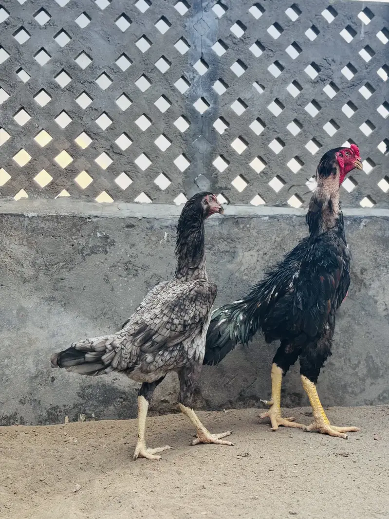 Blue shamo pair for sale | top quality shamo pair for sale — photo 6