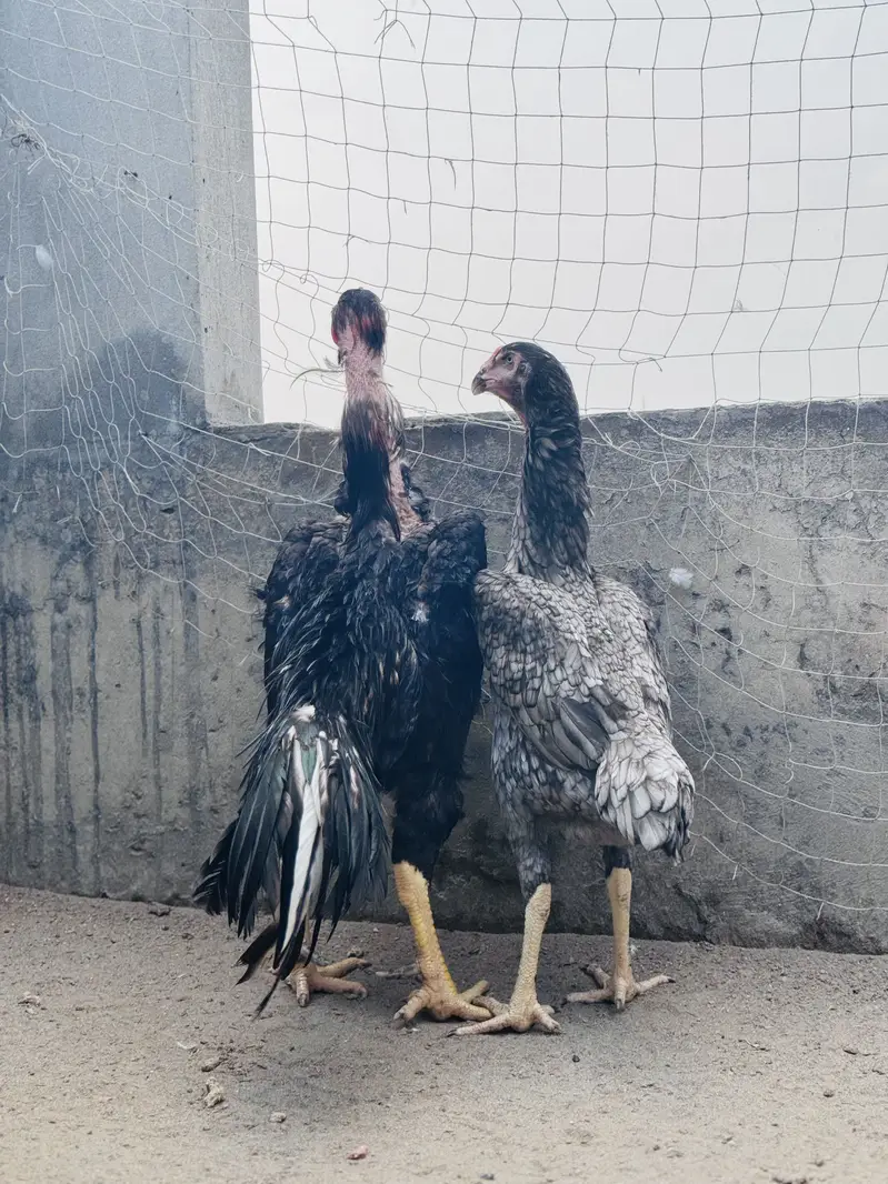 Blue shamo pair for sale | top quality shamo pair for sale — photo 7