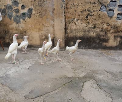 Paper White Heera Pairs