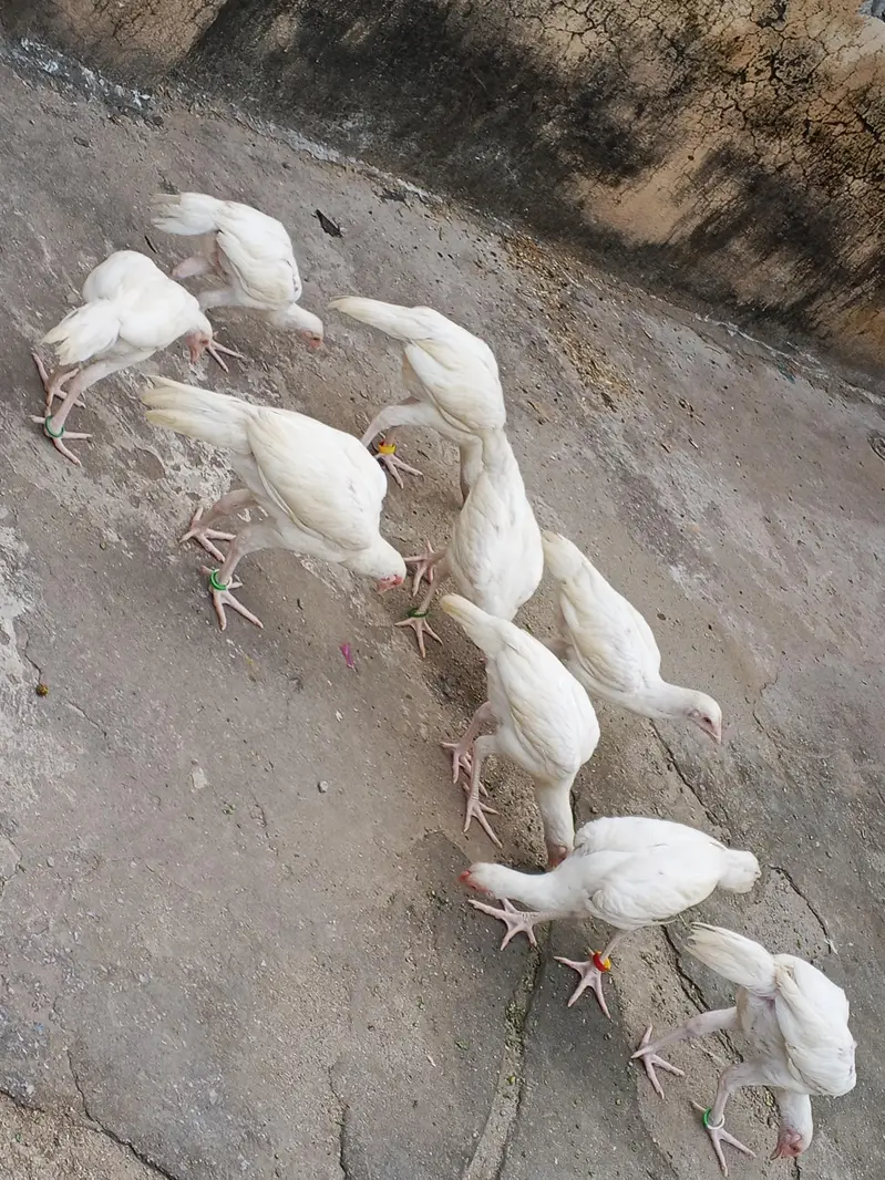 Paper White Heera Pairs — photo 2