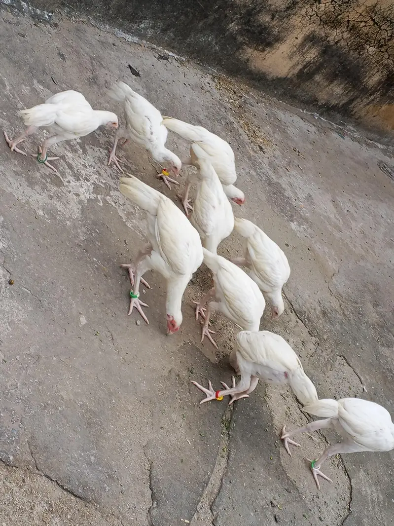 Paper White Heera Pairs — photo 3