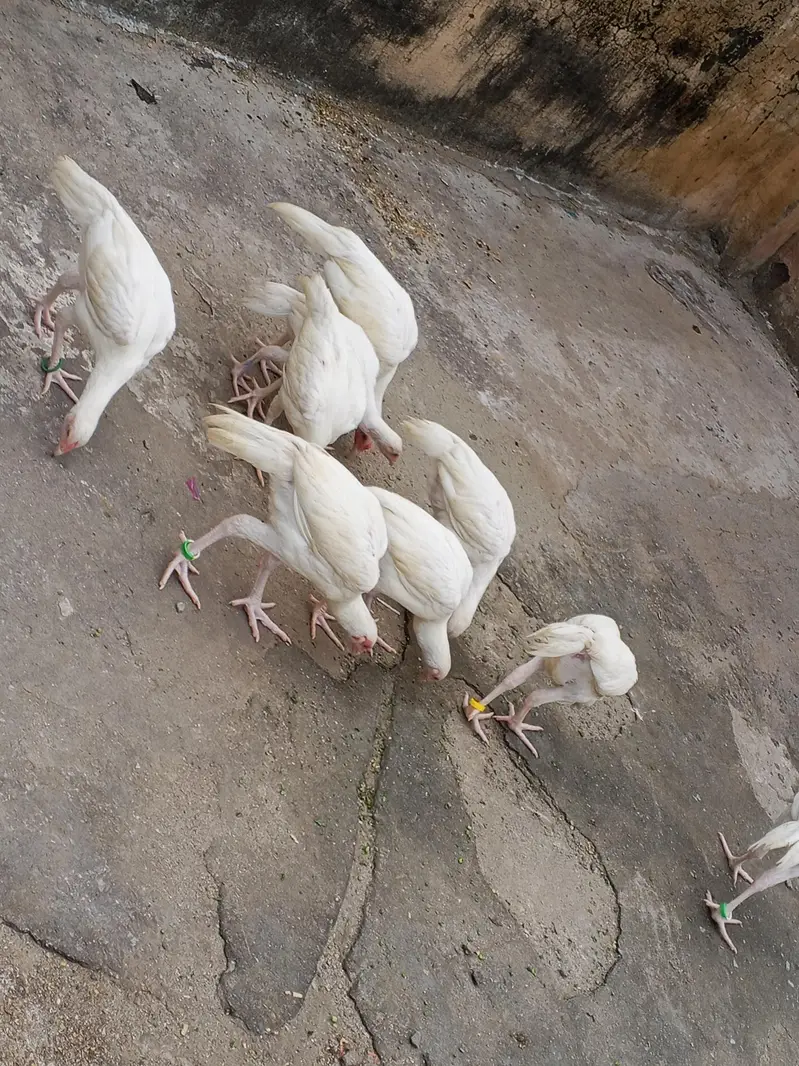 Paper White Heera Pairs — photo 4
