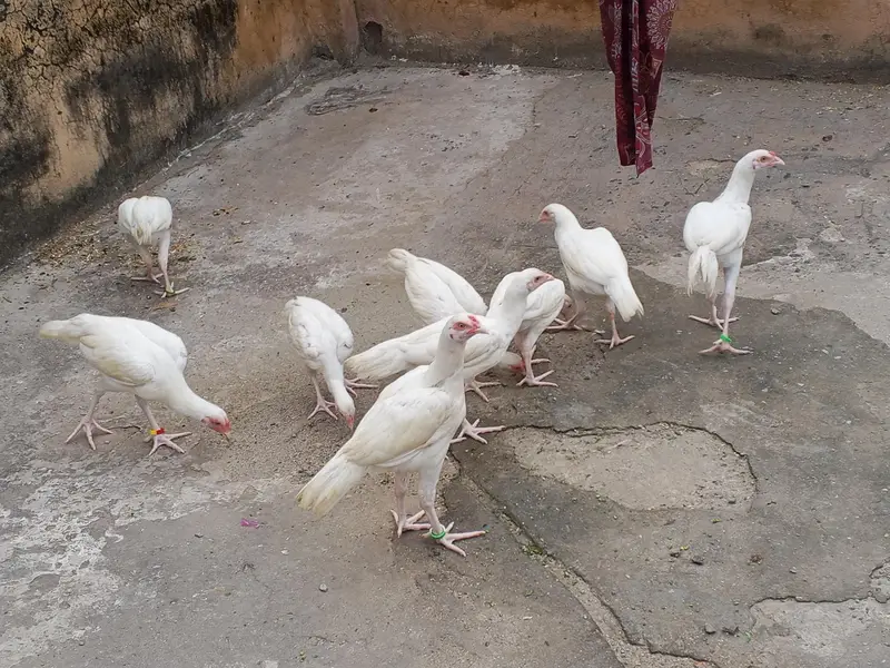 Paper White Heera Pairs — photo 5